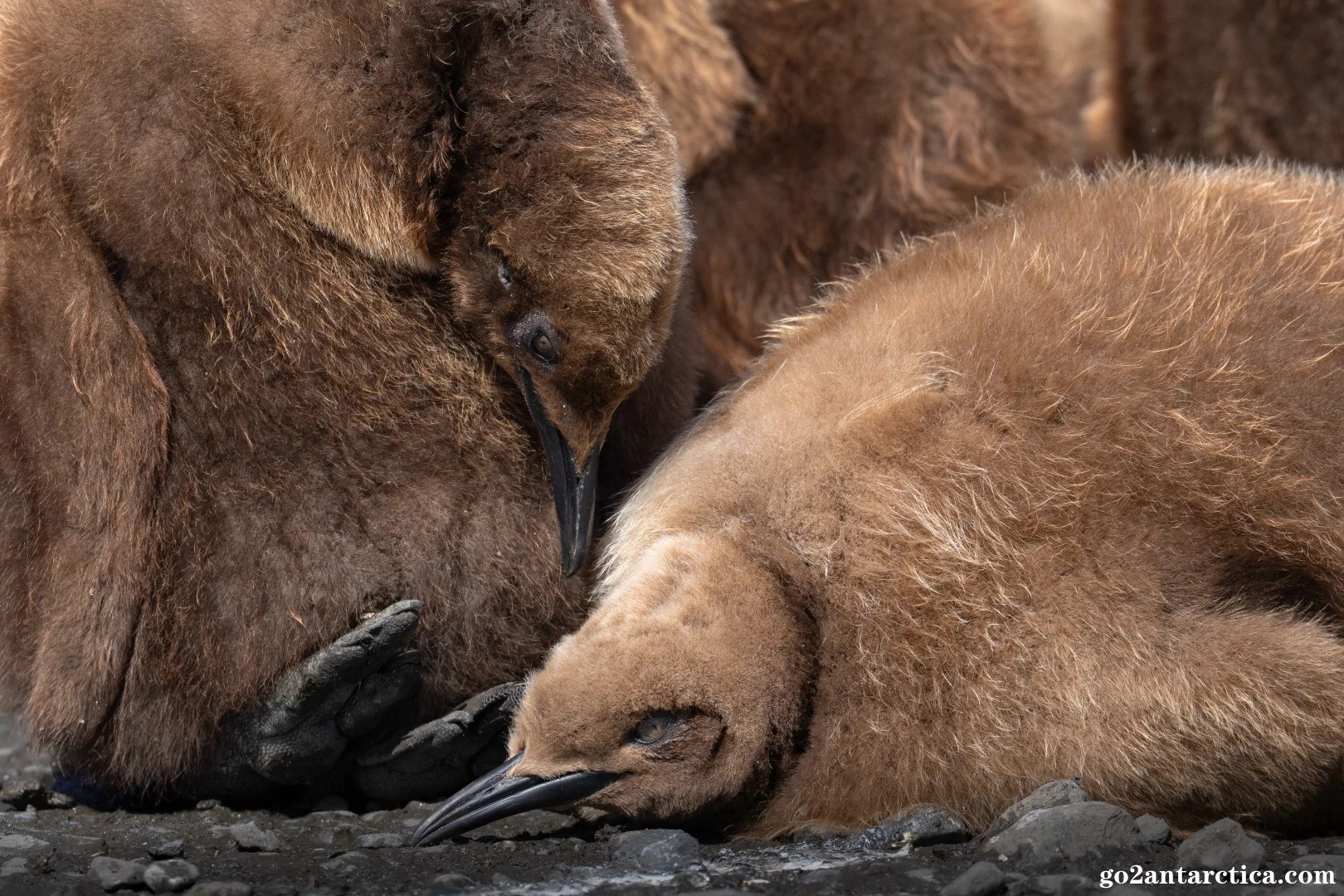 “You jump, I jump”_9_.jpg