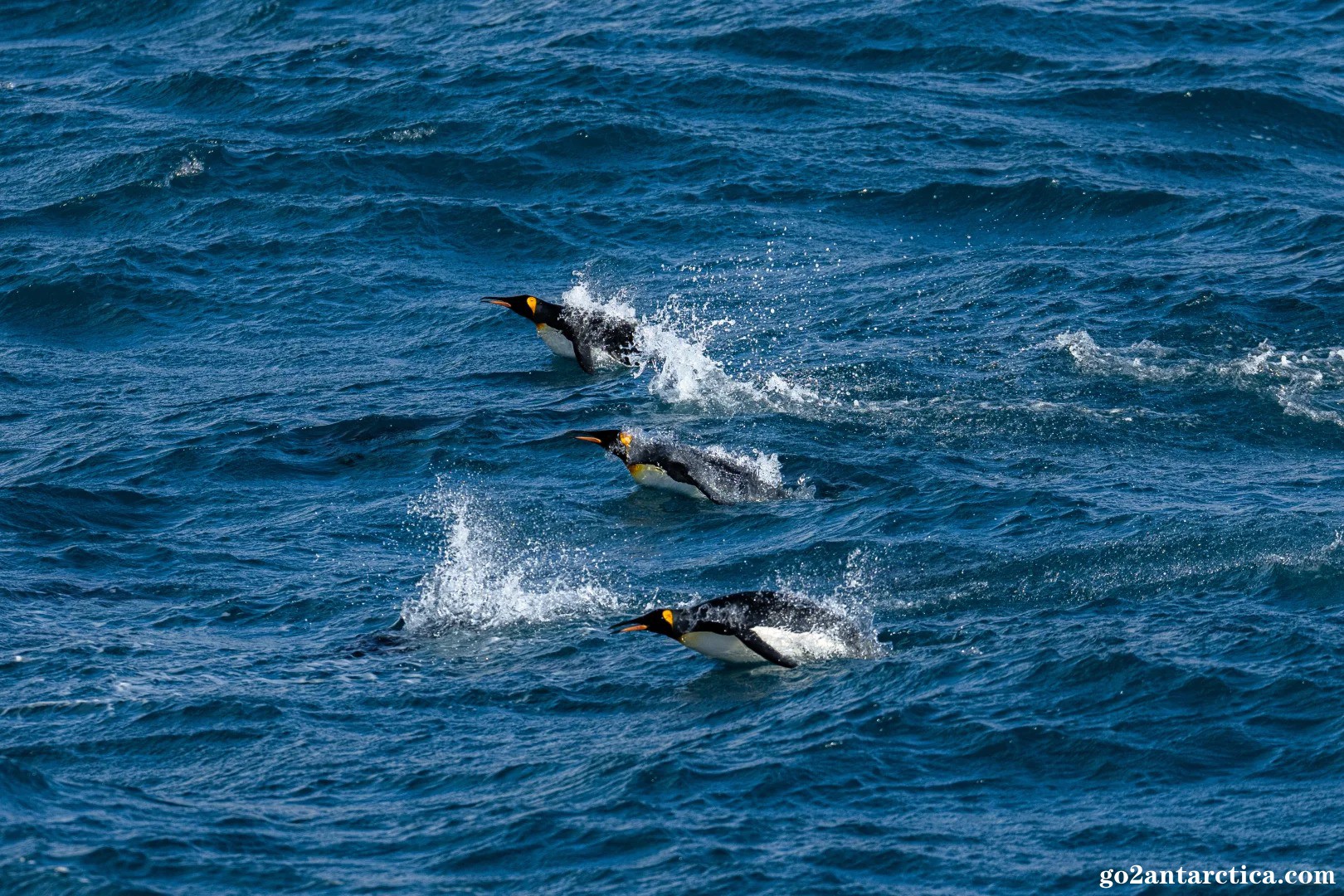 “You jump, I jump”_8_.jpg